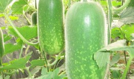 网红吃瓜事件详情图片,揭秘幕后真相与网络舆论风暴